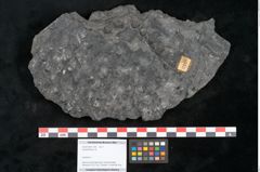 Foto (Objekt + Etikett) von Lepidodendron sp.  (NHMW-GEO-2024-0188-11168)